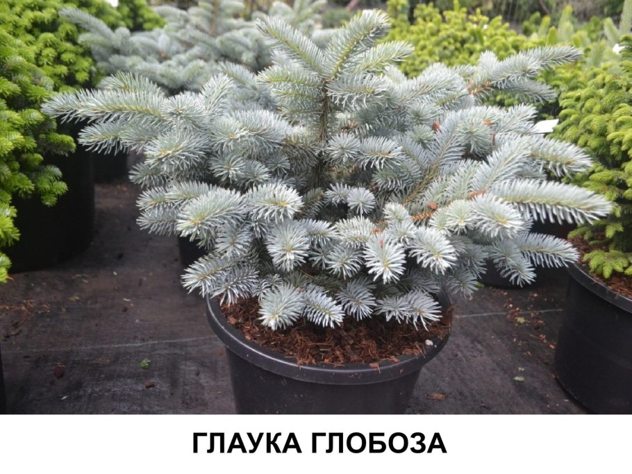 Ель колючая Picea pungens зеленая