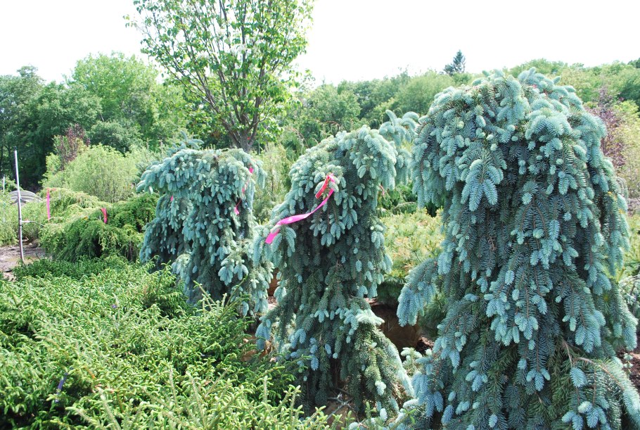 Ель колючая Picea pungens 'Sonia’