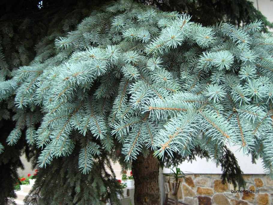 Picea engelmannii Low blow