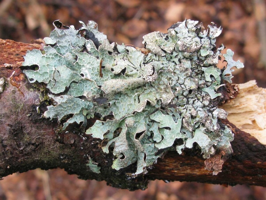 Лишайники очень требовательны к чистоте воздуха