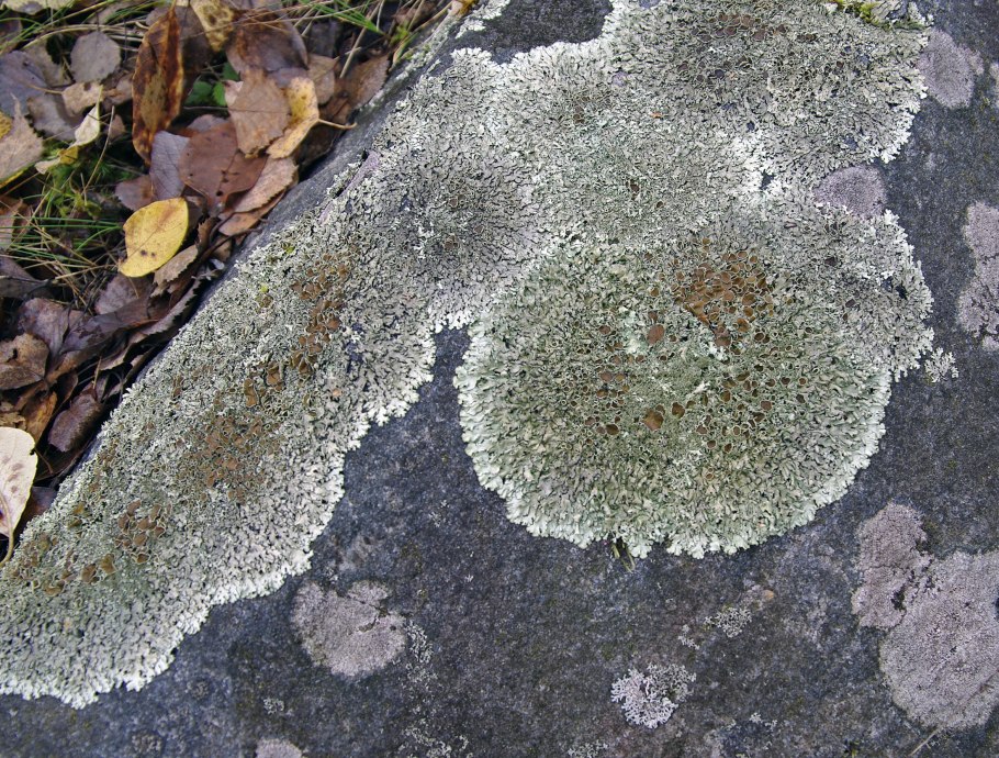 Гипогимния ленточная