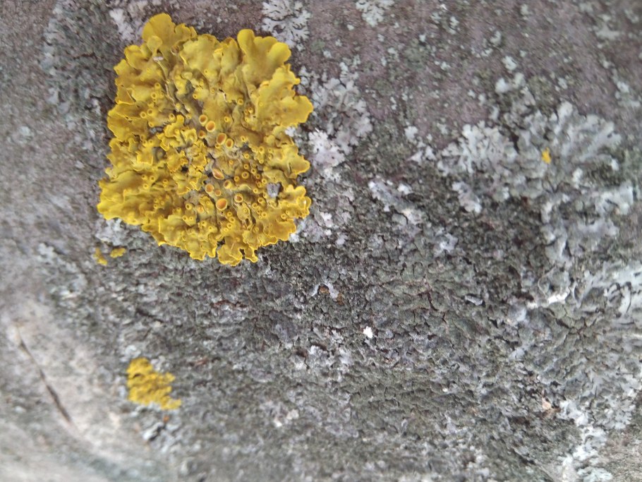 Мох платмос