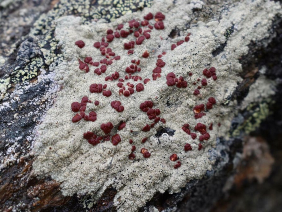 Платизматия сизая