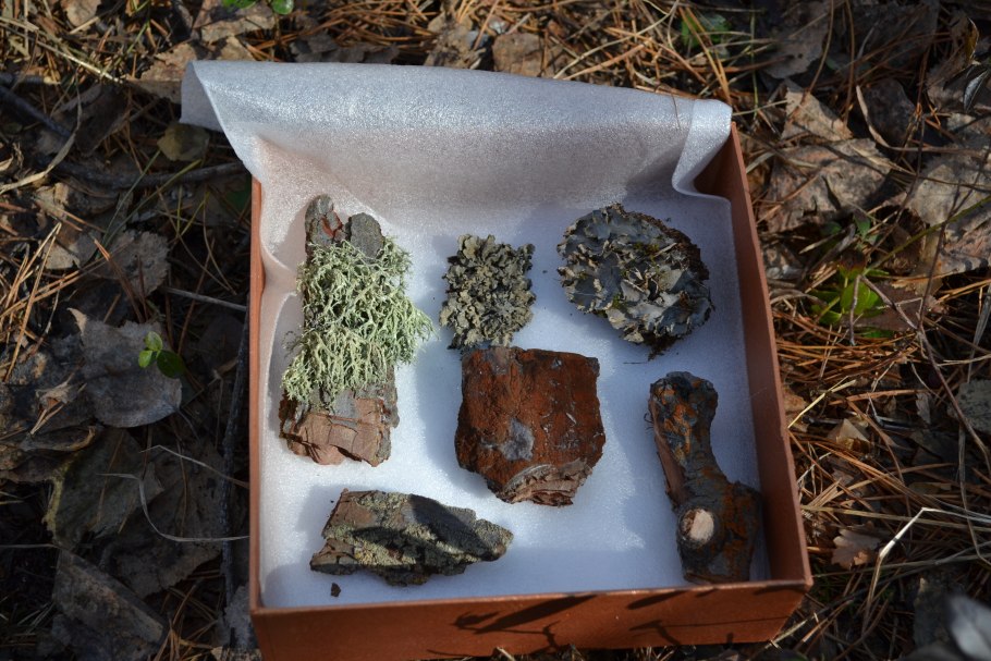 Лишайник под микроскопом