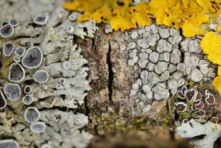 Лишайники с чёрным пигментом