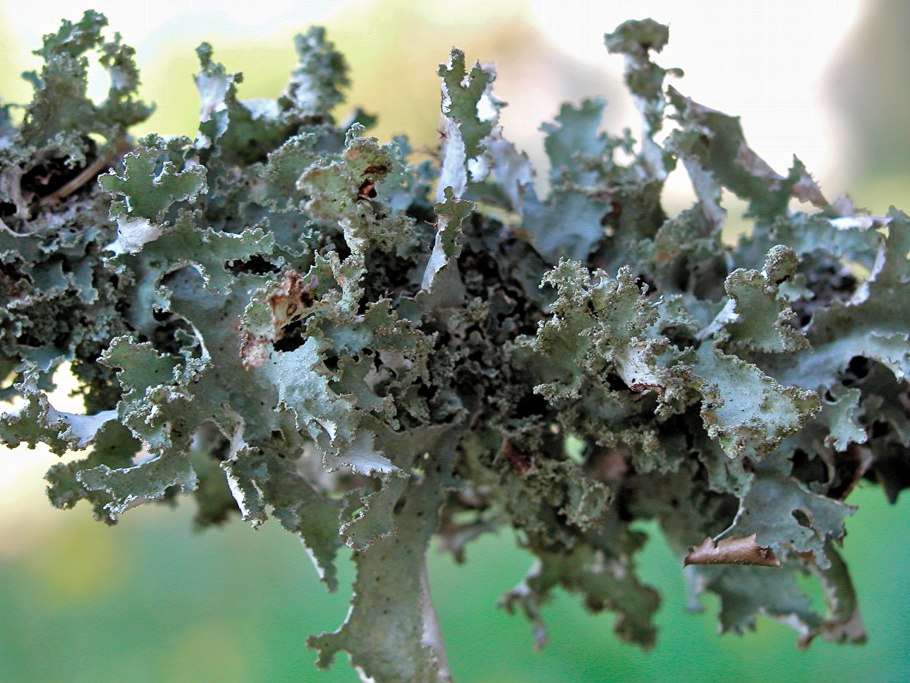 Xanthoparmelia conspersa