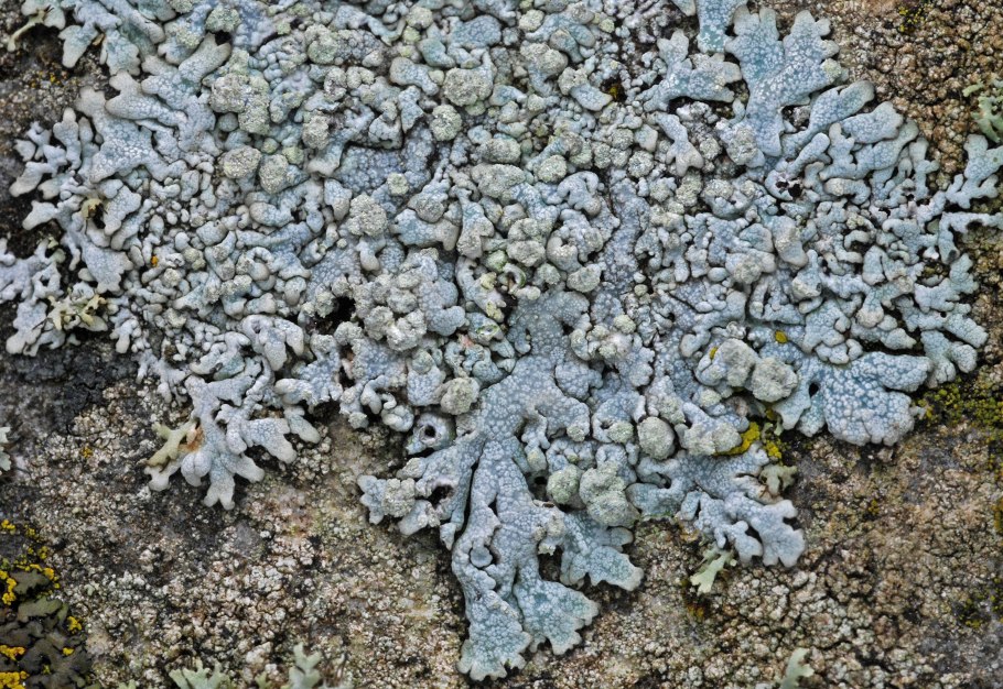 Лишайники листоватые кустистые