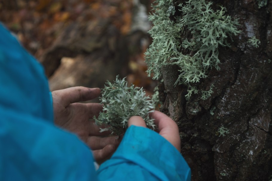 Эпифитные лишайники биоиндикаторы