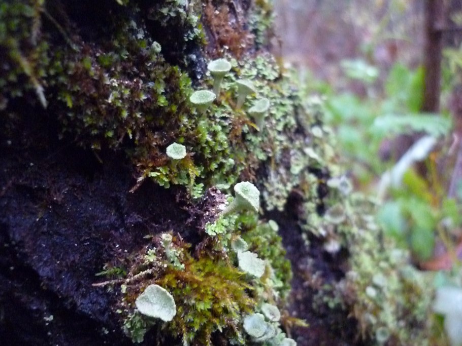 Мох сфагнум Макросъемка