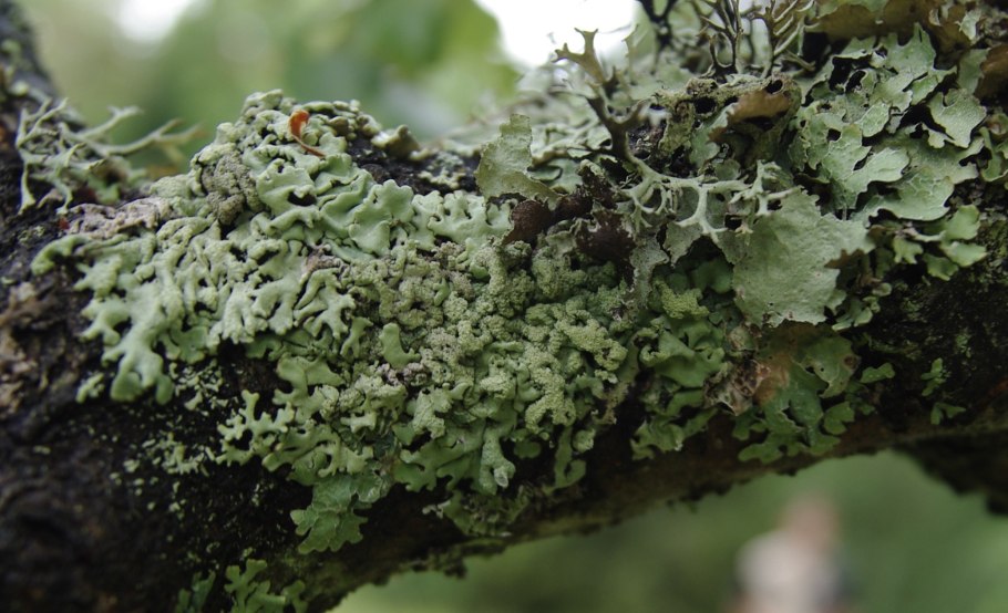 Лишайник цетрария Исландская