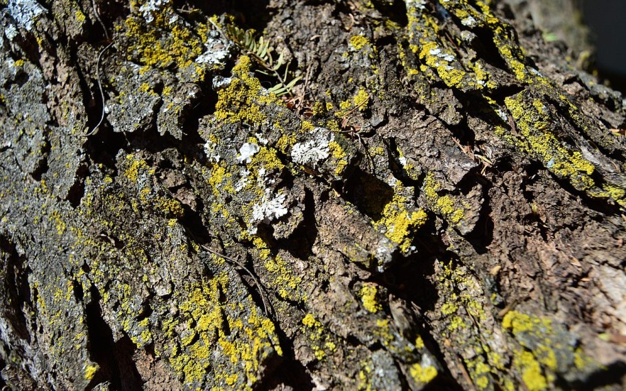 Выявить видовой состав