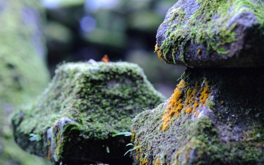 Пармелия лишайник