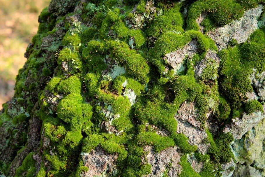 Лишайник цетрария Исландская