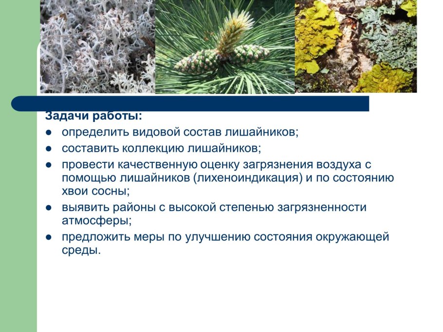 Гипогимния биттера