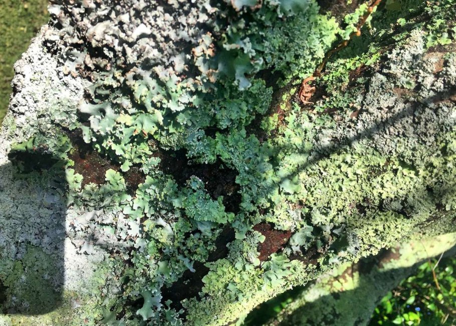 Пармелиопсис лишайник