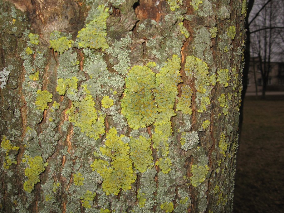 Peltigera horizontalis