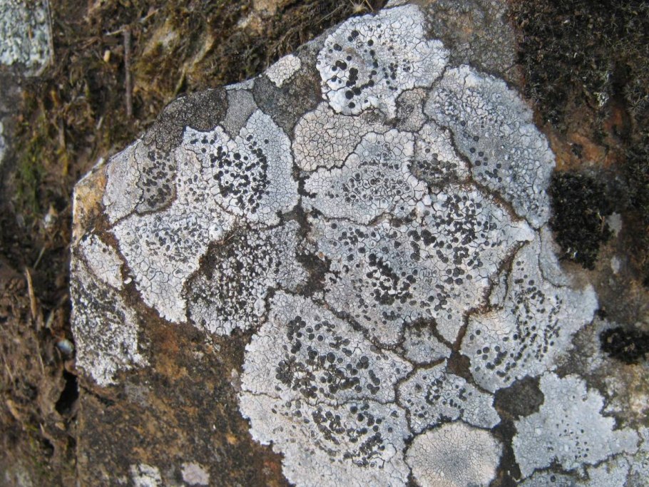 Hypogymnia farinacea