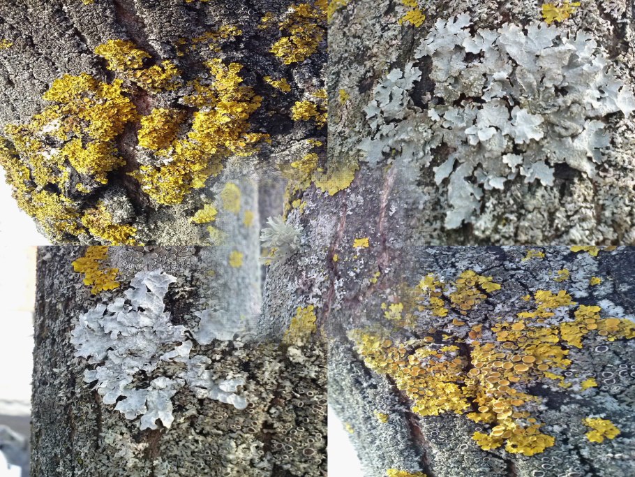 Лишайники индикаторы