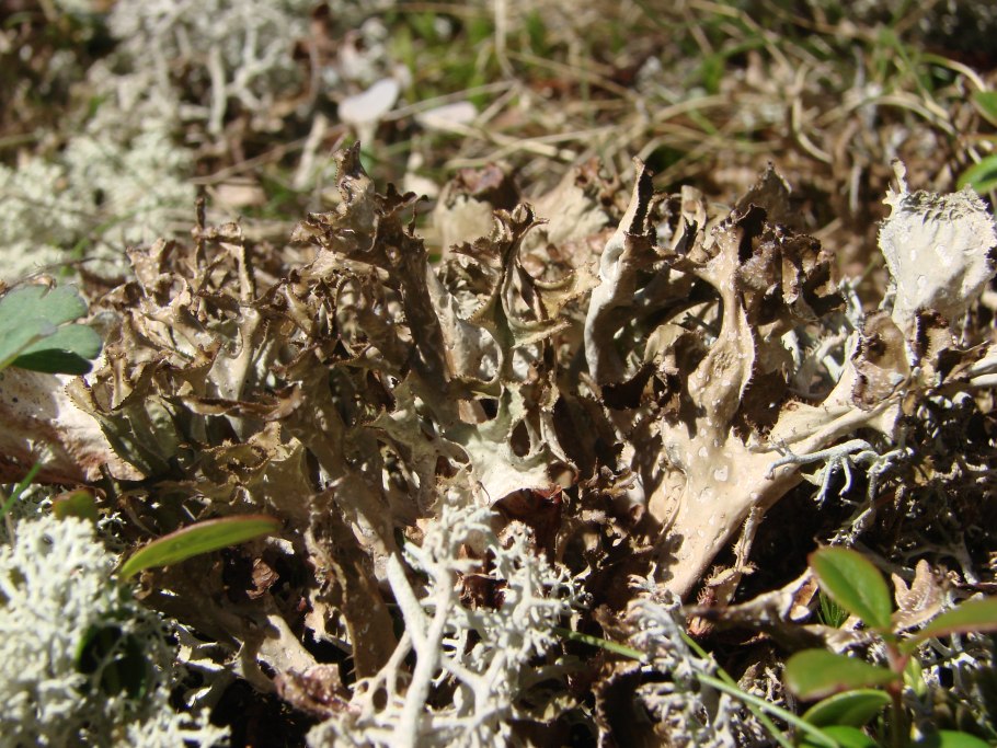 Чешуйчатый лишайник