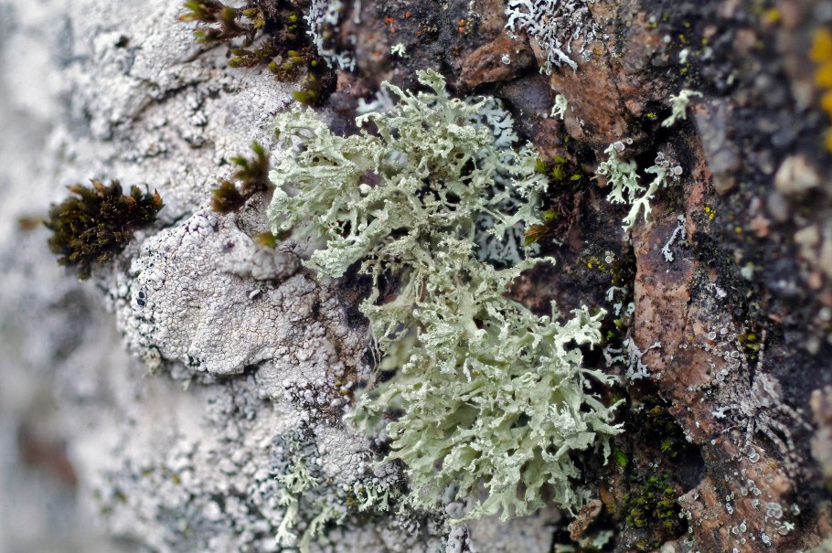 Пельтигера лишайник