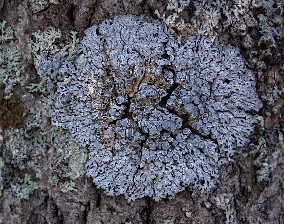 Накипные лишайники Антарктиды