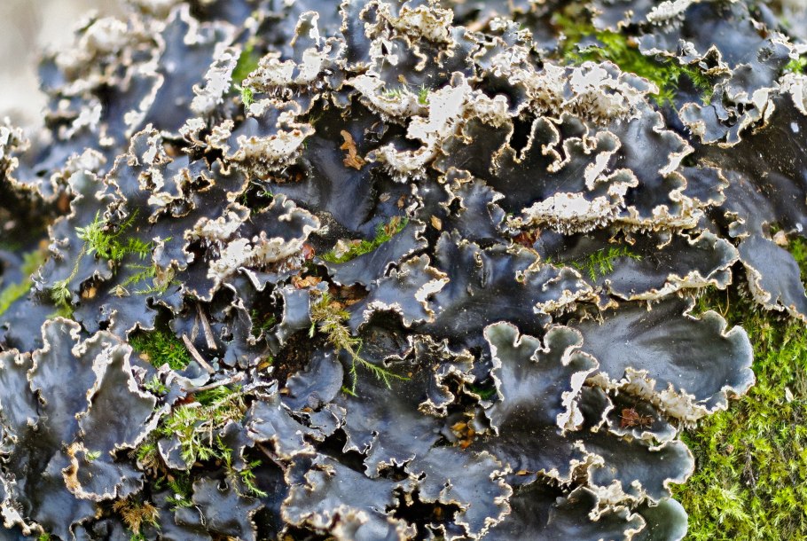 Накипные лишайники царство