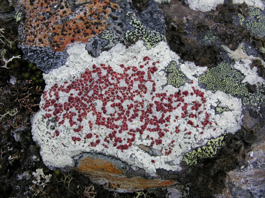 Гриб ассоциирован с лишайником