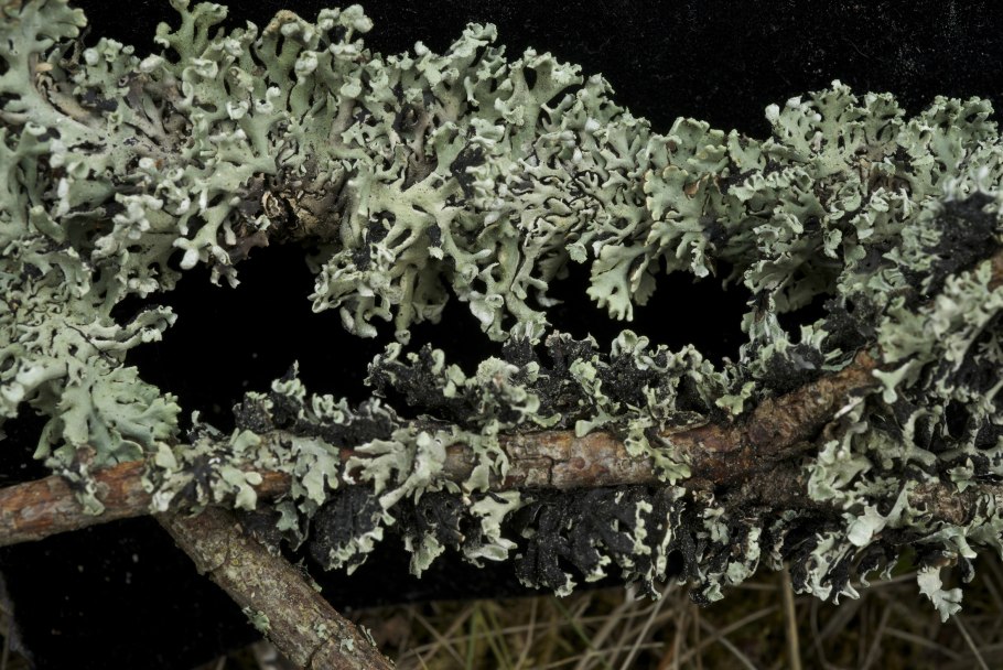 Лишайники биоиндикаторы