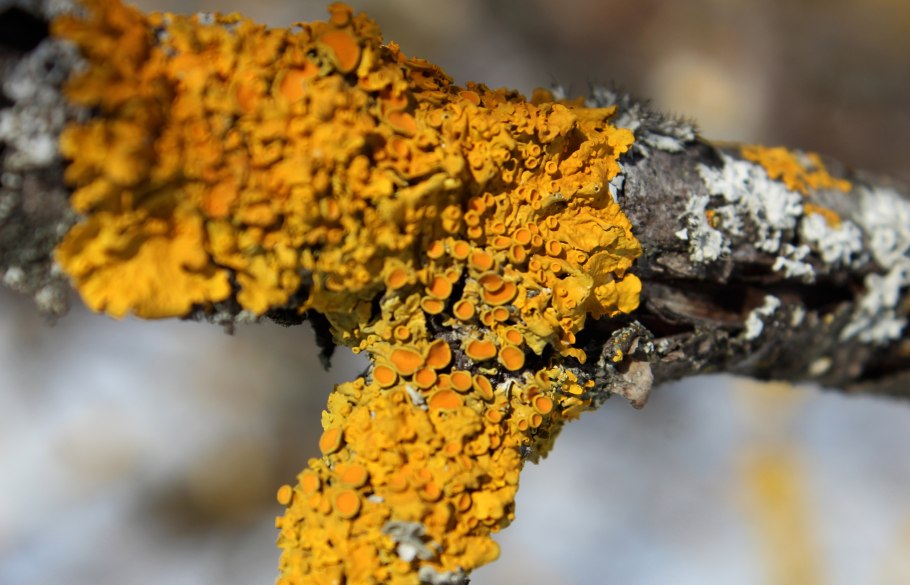 Лишайники биоиндикация