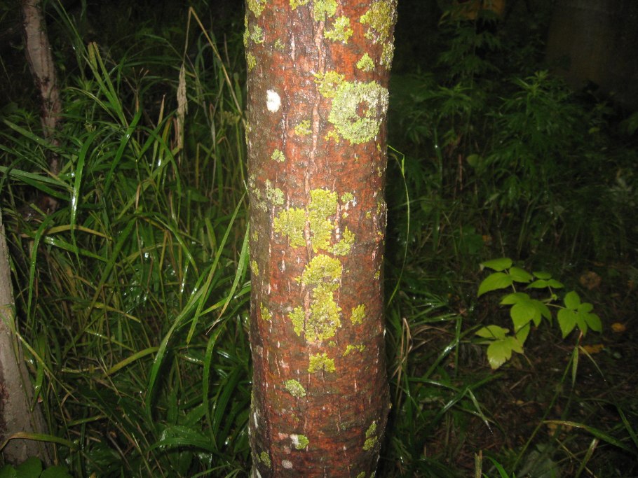 Лишайник на кустах крыжовника