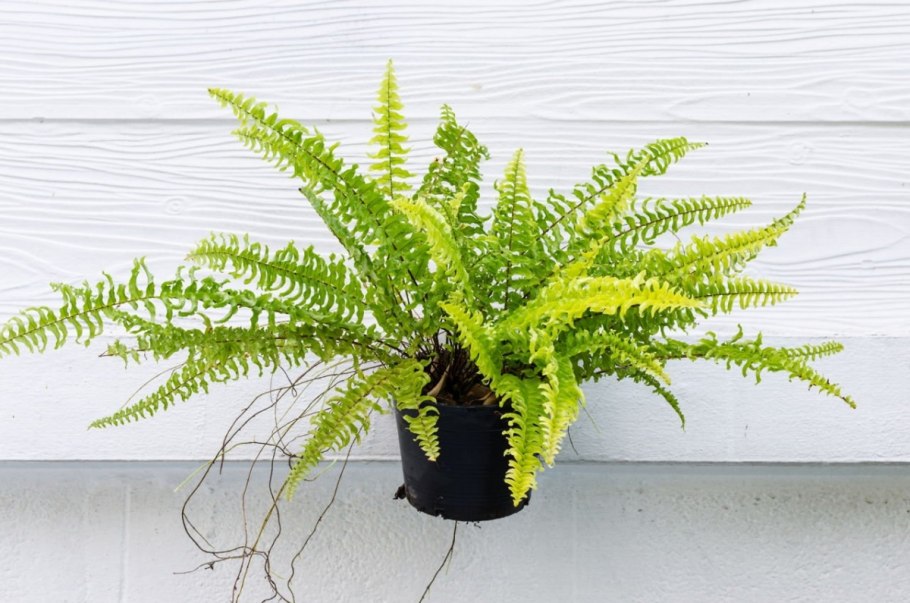 Папоротник нефролепис