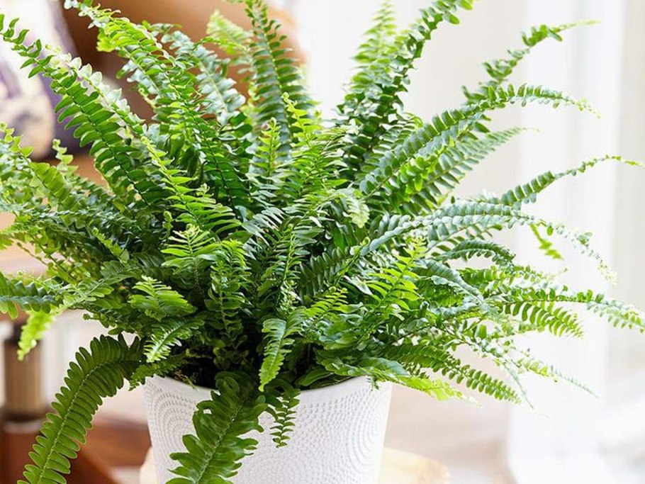 Нефролепис Монтана