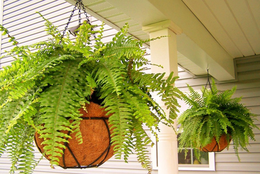 Папоротник нефролепис Глориоза