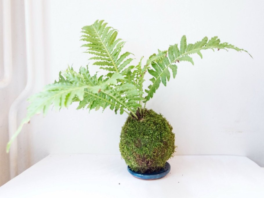 Папоротник комнатный Щитовник