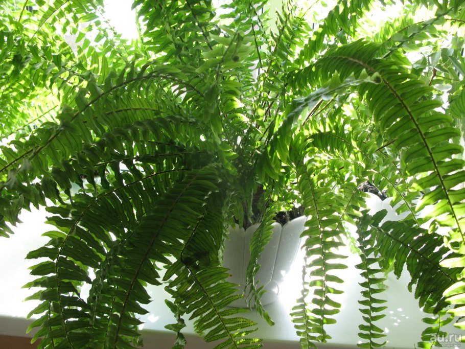 Папоротник адиантум Каудатум