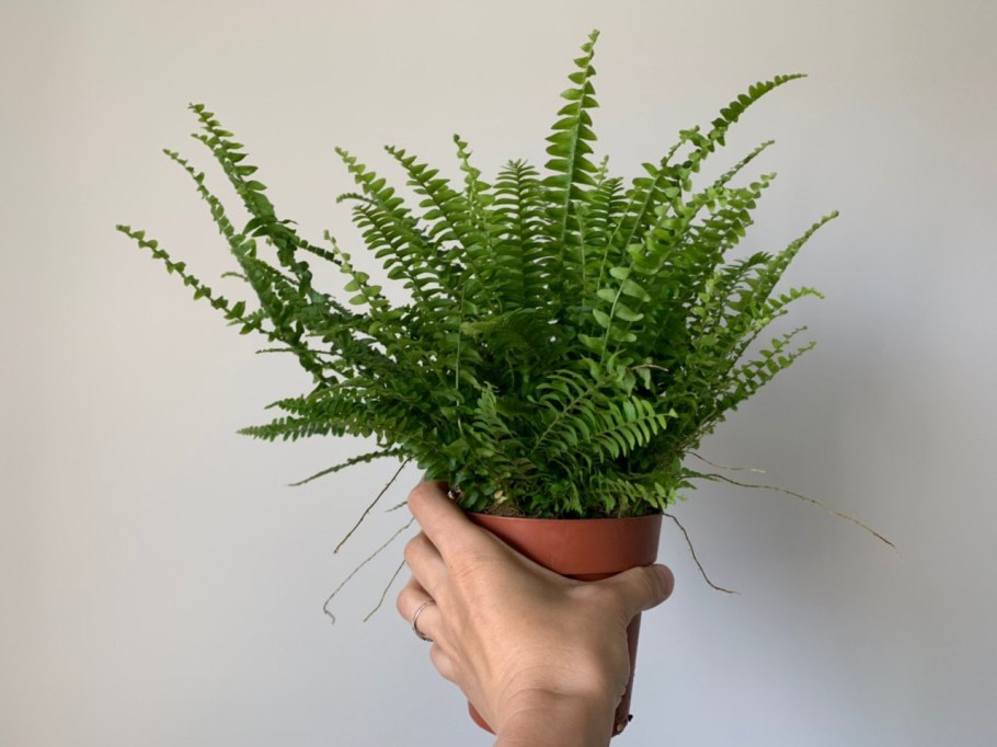 Нефролепис Монтана