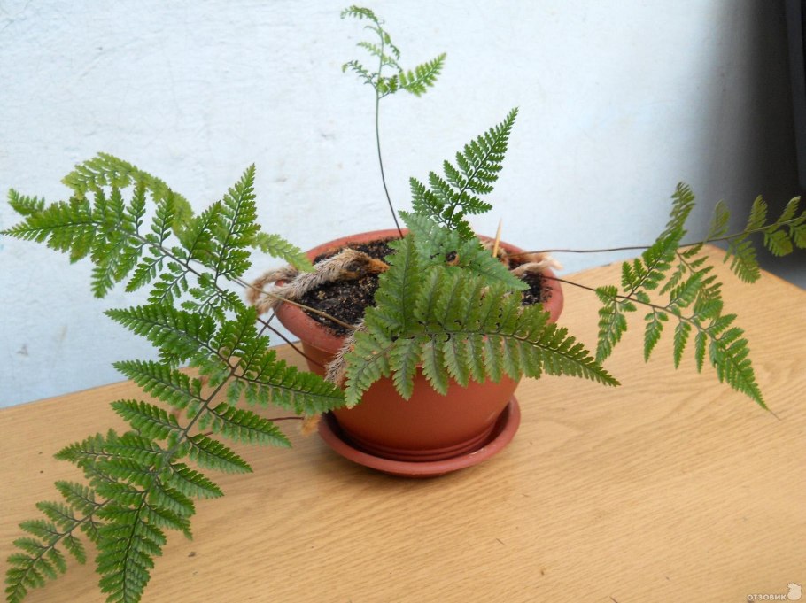 Нефролепис ("Бостонский папоротник")