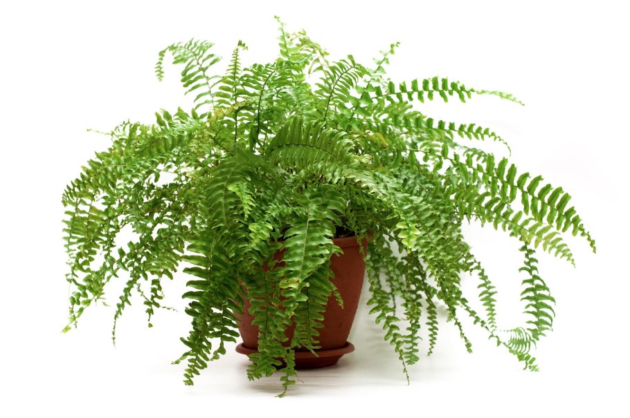 Цветок папоротник нефролепис