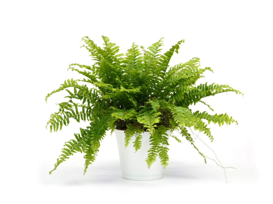 Ядовитые папоротники нефролепис