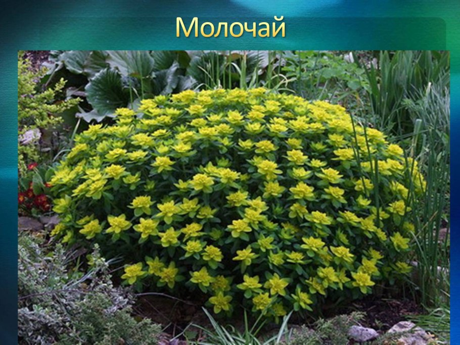 Камнеломка Хоста