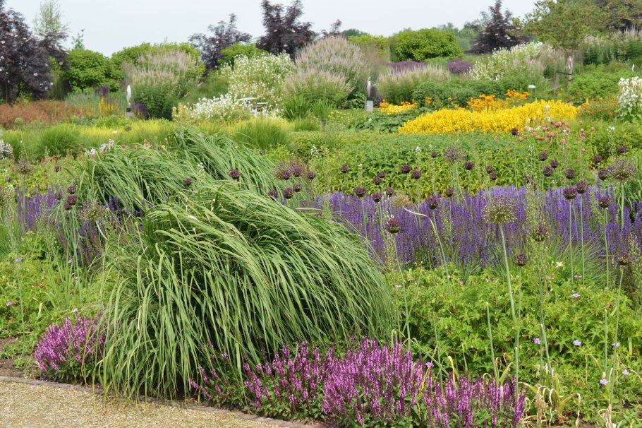 Астильба Арендса аметист