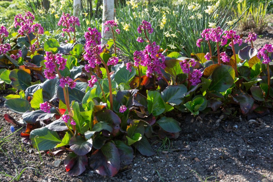 Василистник Nimbus Pink