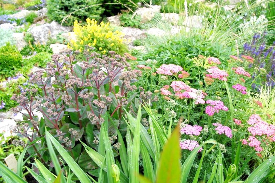 Бузульник Лиатрис