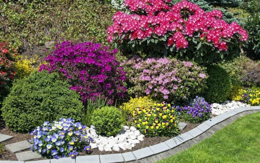 Дицентра великолепная Alba на клумбе