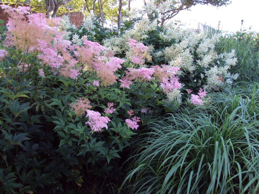 Папоротник садовый страусник