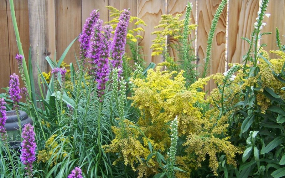 Лиатрис Floristan Violett