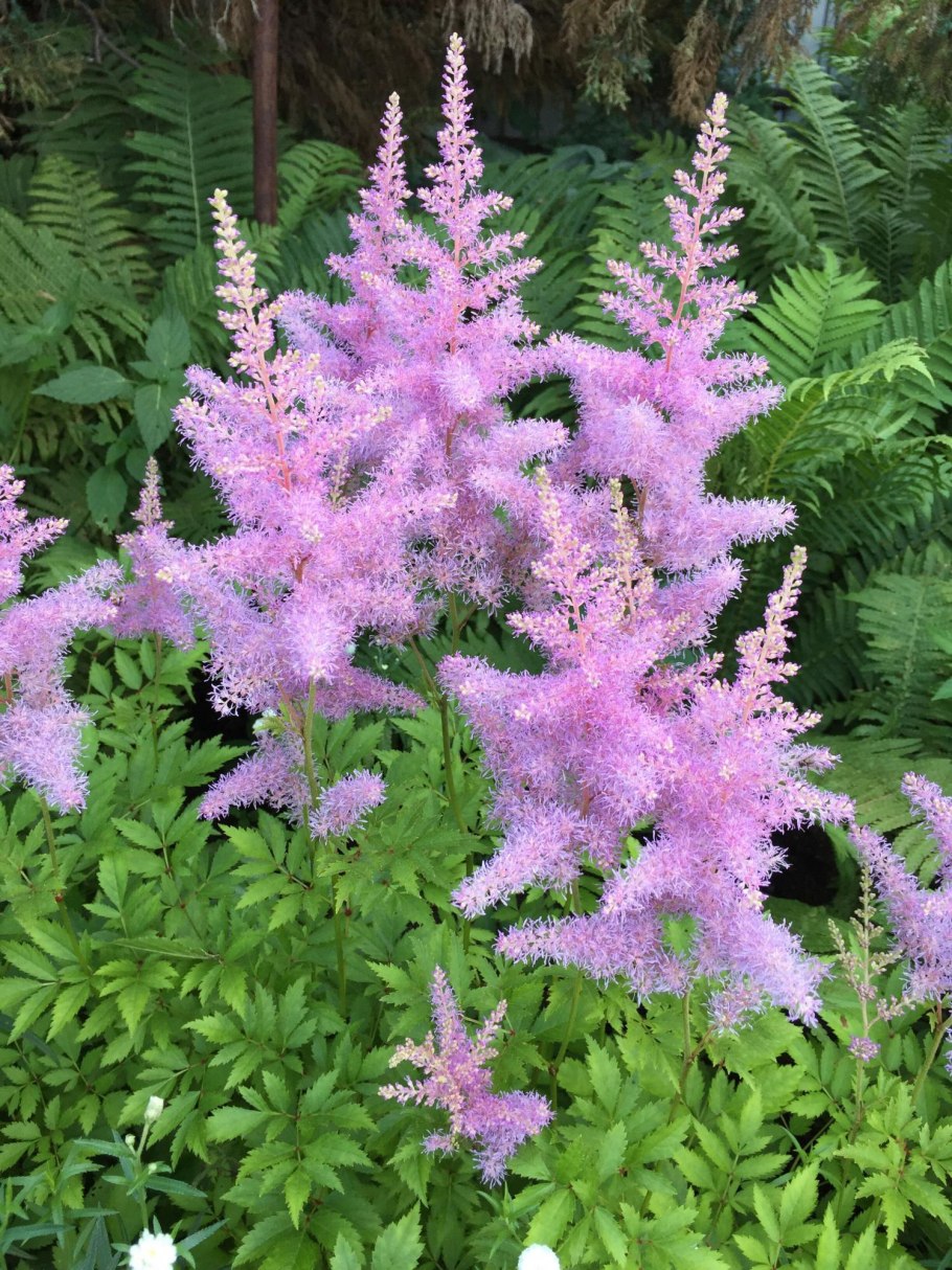 Бузульник Хоста астильба