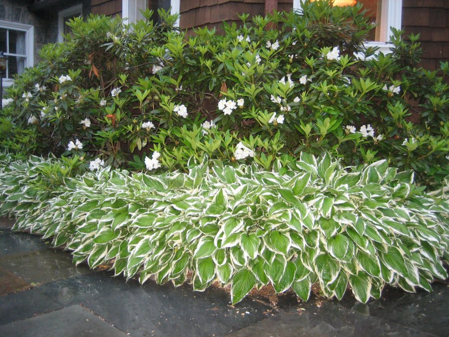 Астильба Paul Garden