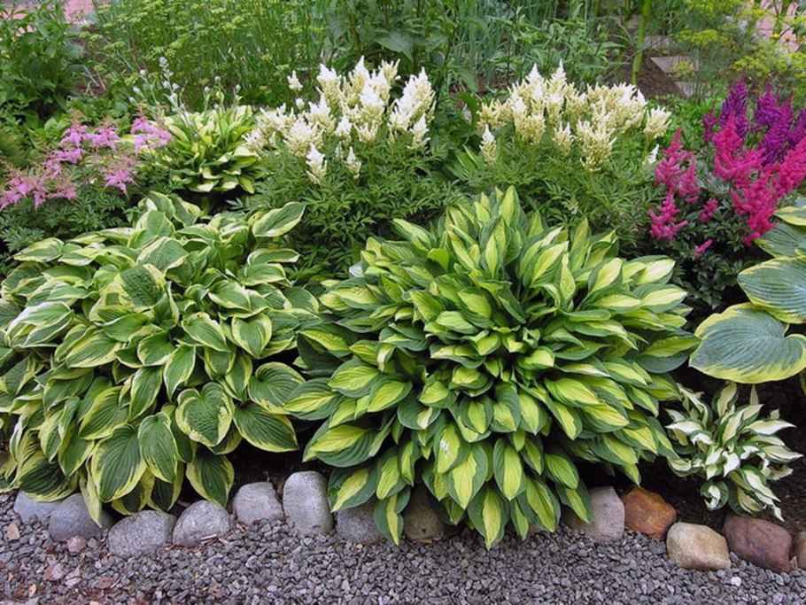 Очиток Видный (Sedum spectabile)