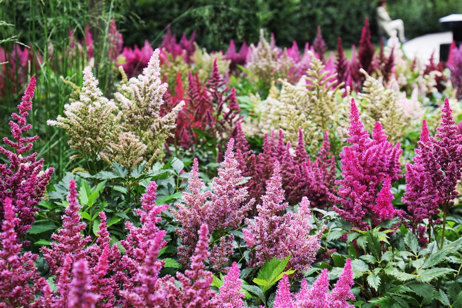 Гейхера Lime Ruffles